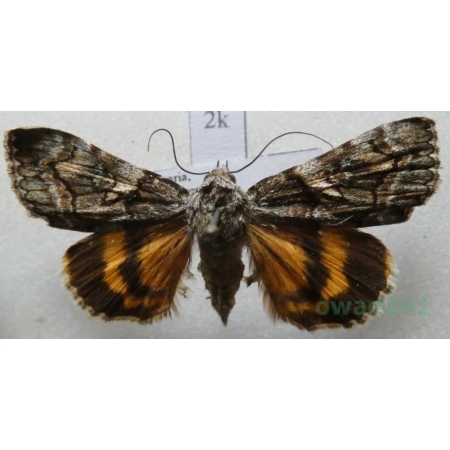 Catocala disjuncta (Geyer, 1828) Bulgaria2k